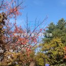 밤가시공원 이미지