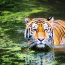 알기쉬운 사주해석 이미지