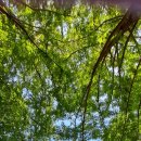 큰맘할매순대국 영월남면점 | 아침부터 저녁까지 순대국집의 하루