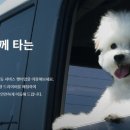 동물택시 이미지
