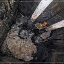 분당-365 이미지