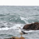 산포리