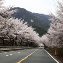 송광사진입로 Daum카페