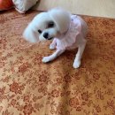 제니스펫하우스 | 제니스펫하우스에서 말티즈 6mm 미용🐶