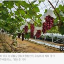 농수산잇템]⑮ 포스트 샤인머스캣…'홍주씨들리스’가 뜬다 이미지