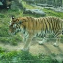 신축호랑이사 이미지