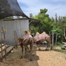 아르돌 노래연습장 | 소효당 나쨩 여행 무이네 사막 &amp; 요정의 숲 투어 Vietnam