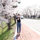 경주 벚꽃 명소 한국원자력환경공단 본사
