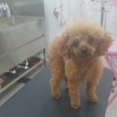 개멋지냥 이미지