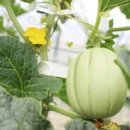 10월 10일의 탄생화 : Melon 이미지