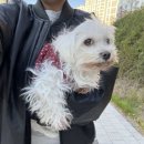 그루밍, 모아 이미지