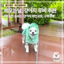 산책 - 제천시 | 강아지우비 추천｜구루구루 숨숨 레인코트 비오는 날 산책 후기