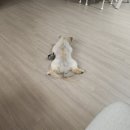 뽀송뽀송 애견미용 | 대구 대명동 성당시장인근 애견미용실 포메미용 후기