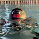 새본리수영장 이미지