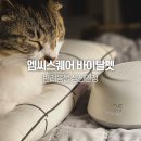 고양이 강아지분리불안 교육 엠씨스퀘어 바이탈펫 후기