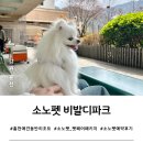 아웃독(OUT DOG) | 홍천 소노펫 비발디파크 펫페어 패키지로 다녀 온 혜택 후기