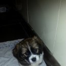 솔비 농장 이미지