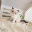 강남고양이분양 러브앤캣 이미지