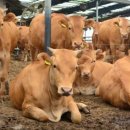 보전축산 이미지