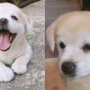 댕댕이# 이미지