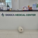 두카메디컬센터 | 강아지 건강검진 두카메디컬센터 셀뱅킹 줄기세포 후기