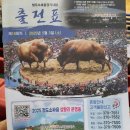 소싸움경기장 | [경북 청도 여행] 청도소싸움경기장 관람 후기