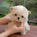 반듯한 멍이 이미지