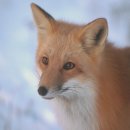 늑대랑여우랑 이미지