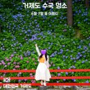 거제꽃날펜션.리조트 | 저장해두기 좋은 거제 수국 명소 모음｜6월 거제 여행 수국 코스 추천