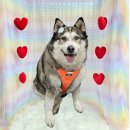 희희퍼피 이미지