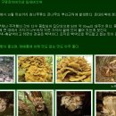 진부1 이미지