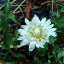 하얀민들레 이미지