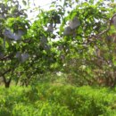 배들농장2 이미지