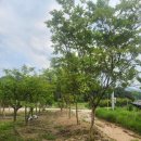 배롱나무(백일홍) 특화농원 묘목/성목 4천주 판매 이미지