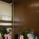 벨루스독 이미지