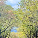 3928 | [울산] 유와백가, 봄에 가기 좋은 울산 수제 밀크티 맛집, 분위기가 진짜..