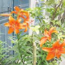 산나리꽃(golden bandeded lily)/꽃말은 깨끗한 마음 이미지