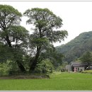 신읍리율대 이미지