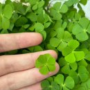 네잎클로버 이미지