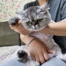 무릎 위의 고양이 무냥 이미지