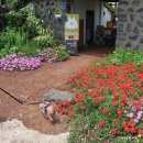 니나노 제주 이미지