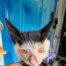 삼계동물병원 이미지