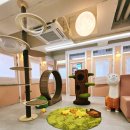 강남 고양이 호텔 미용 츄캣 | 강남 논현 역삼 고양이 호텔 추천 츄캣 냥이미용