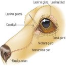 늘봄동물병원 이미지
