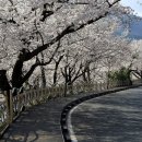 십리벚꽃길 이미지