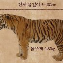 대호 Daum카페