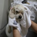 뽀송뽀송펫뷰티 이미지