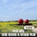 부여 세도 방울토마토 유채꽃 축제 후기 주차 방문TIP