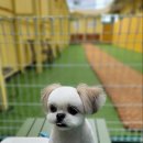 거로레인지골프 이미지