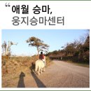 웅지승마센터 이미지